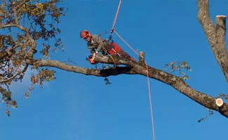 Services Entreprise abattage d'arbre 93
